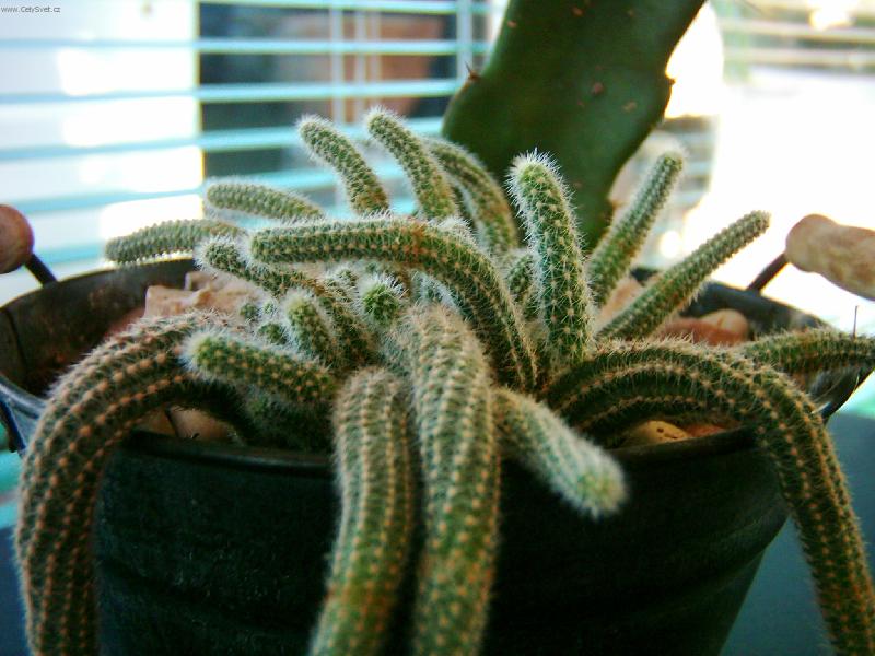 Foto: kr�sn� kaktus ale je moc pichlav�
