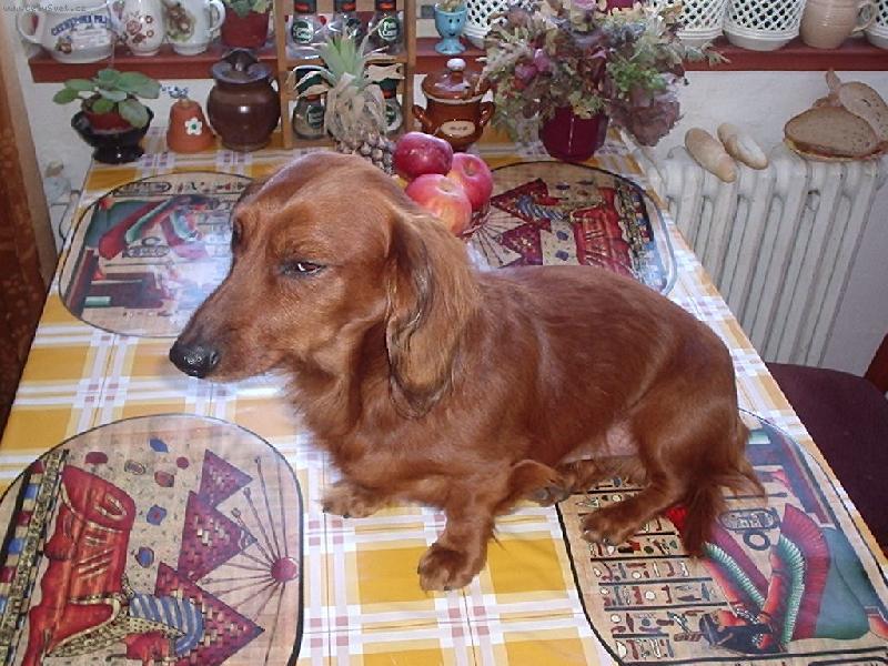 Foto: M�m hlad-Co je s t�m ob�dem