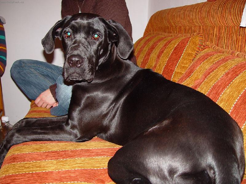 Foto: Mia na Silvestra-k��ene CC + N�meck� Doga