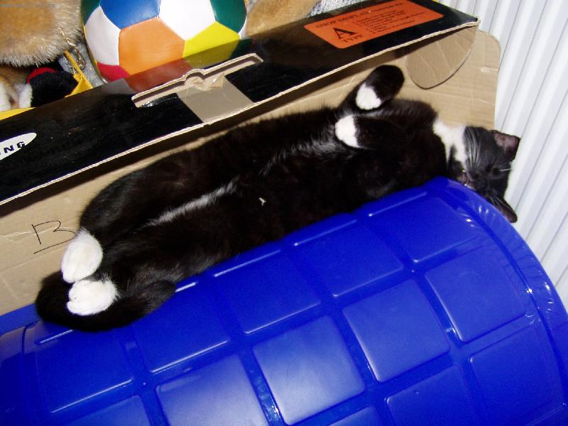 Foto: Kdy� n�m um�e ko�ka......-V�dycky si ta na�e MC najde dobr� flek na span�....