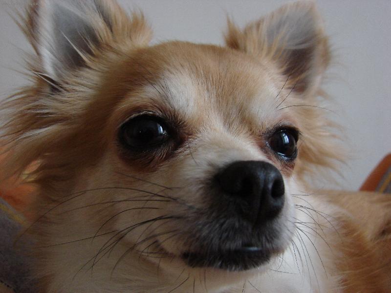 Foto: Civava-Nase sladka Sany