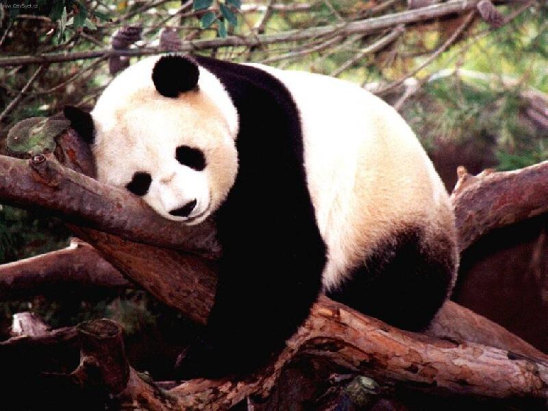 Foto: Panda-Panda jako k�anda