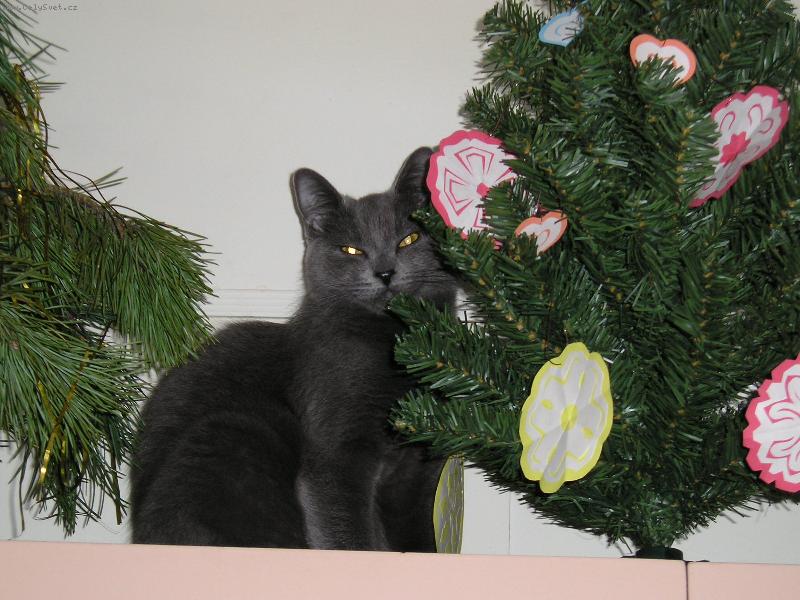 Foto: v�noce-ko�ka u strome�ku