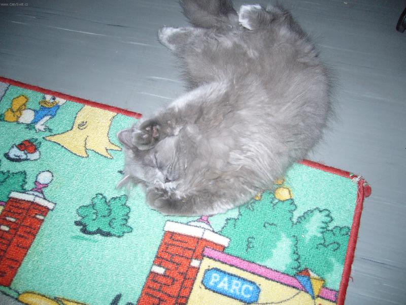 Foto: bezbrann�-Te� jsem v bezpe�� a nic mi nehroz�. Sp�m...