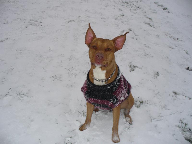 Foto: Leto�n� zima-Kdy� fouk� v�tr...