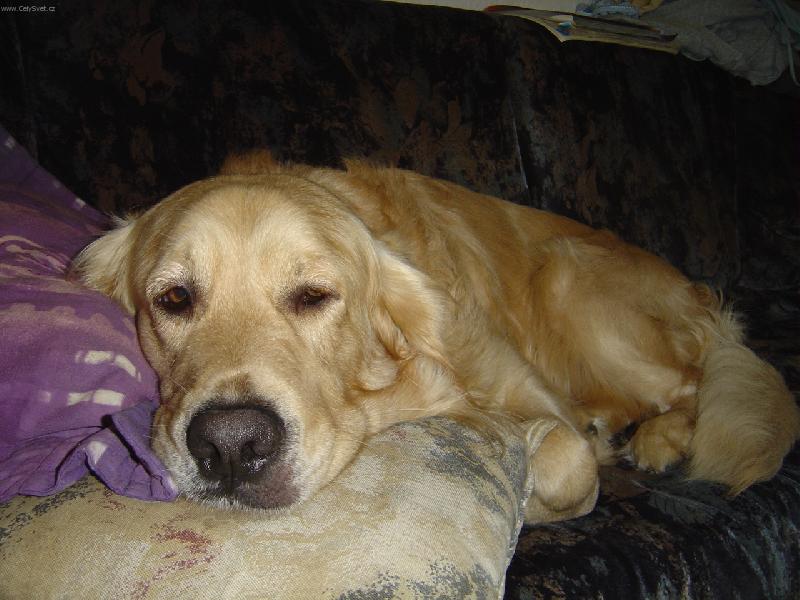 Foto: odpo�inek-na�e zlat�ko