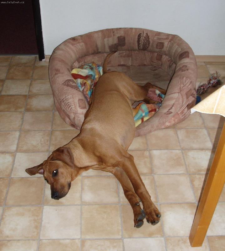 Foto: Conny-Tro�ku jsem vyrostla z pel�ku...