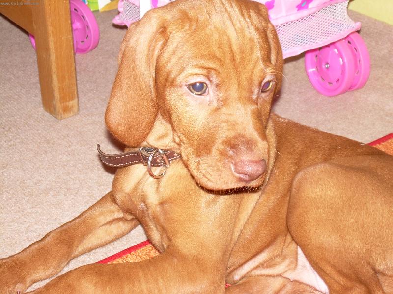 Foto: Rubinka-Tak to je Ruby. ZLAT��͊KO!!!!