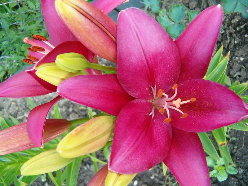 Foto: HPIM1016lilie-Lilie an zahrad�