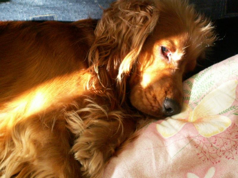 Foto: To m�me kr�sn� r�no-Na�e zlat��ko Bax�k