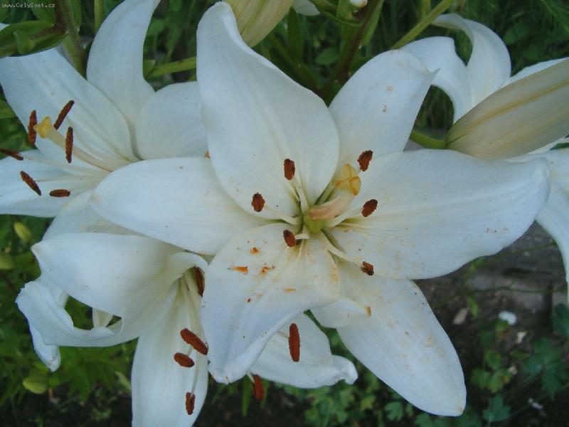 Foto: HPIM1017lilie-Lilie na zahrad�