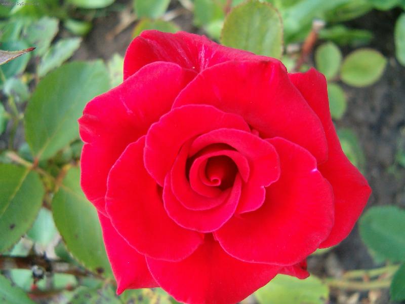 Foto: HPIM1018r��e-R��i�ka �erven�