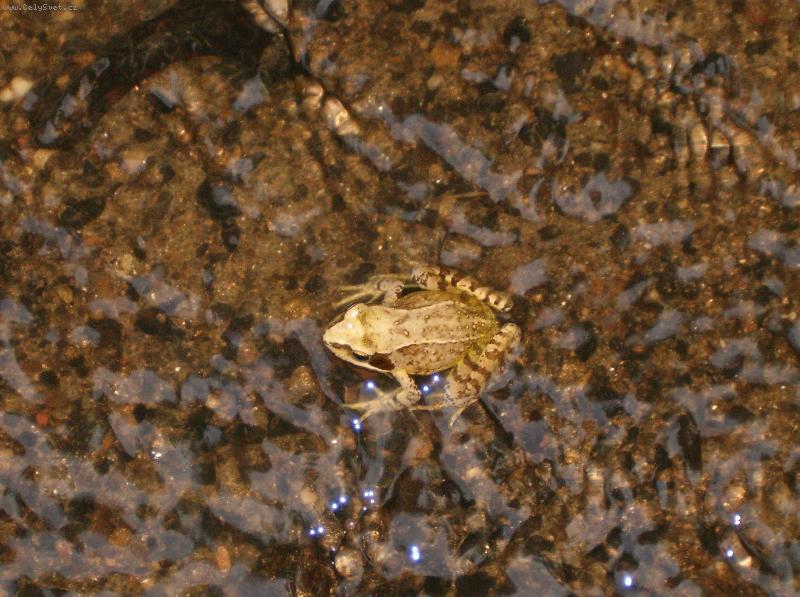 Foto: HPIM1028-�abka v potoce