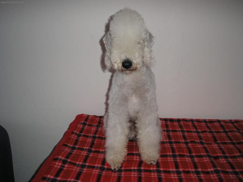 Foto: Bar�sek-Kde m�m o�i?