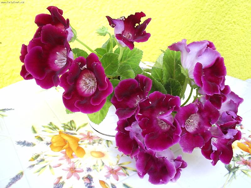 Foto: M� glox�nie