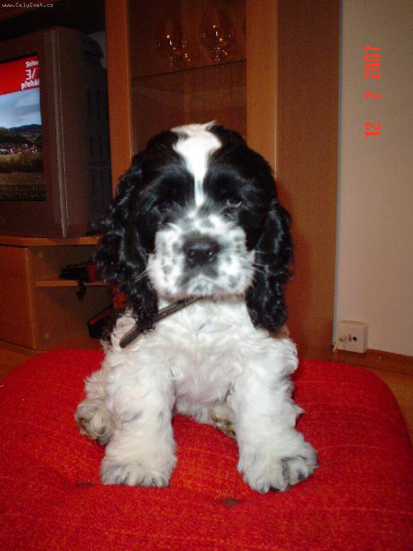 Foto: Tak u� to zm��kni!!!-Sed�t modelem m� fakt stra�n� nebav�!!!!