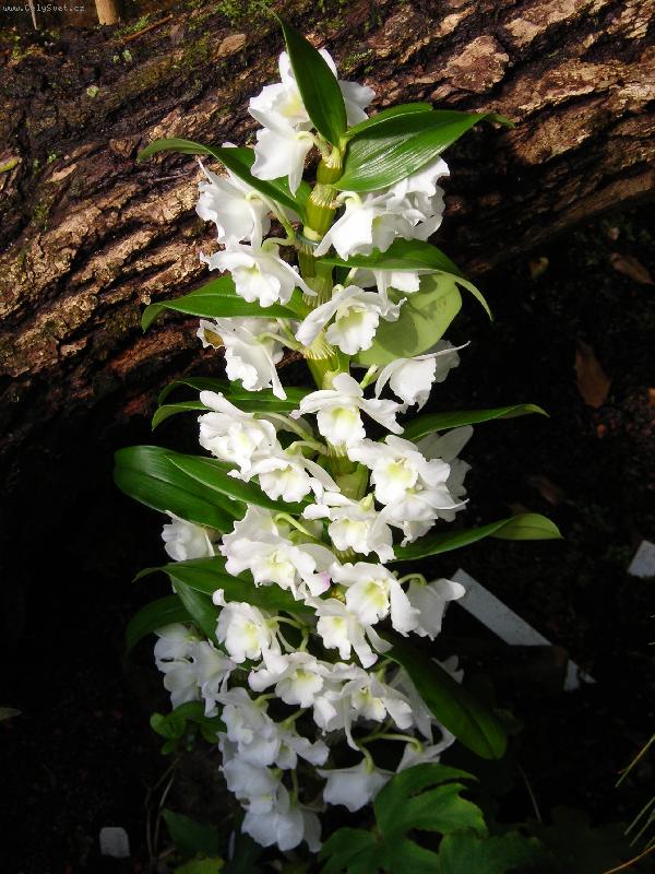 Foto: B�l� krasavice