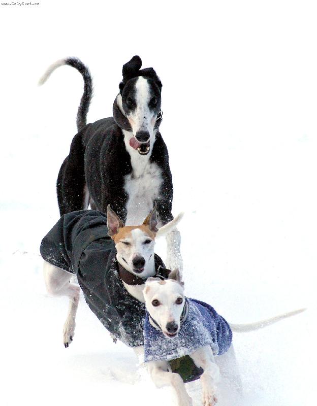 Foto: Na hon�nou-Galgo a dva vipeti p�i sn�hov� honi�ce