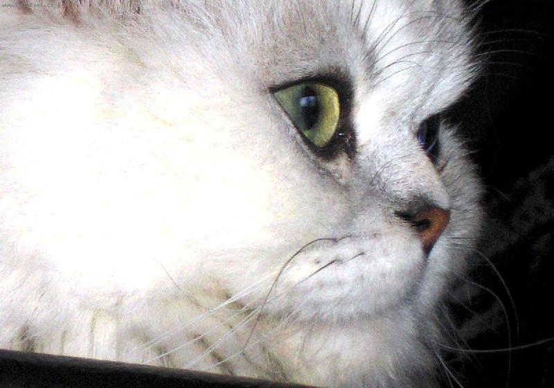 Foto: persk� kocour-Mat�sek v detailu