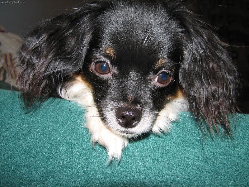 Foto: Alex sweet tennant-Jeden z nasich drobecku