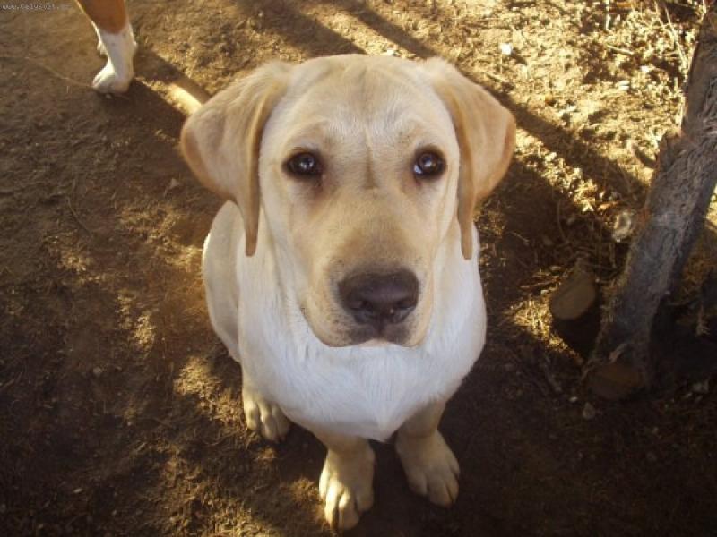 Foto: Zasn�n� pohled-Zasn�n� pohled......za miskou s j�dlem