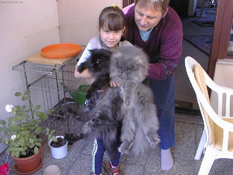 Foto: dv� ko�i�ky a hol�i�ka-t�i sladk� d�ti a jeden hl�da�