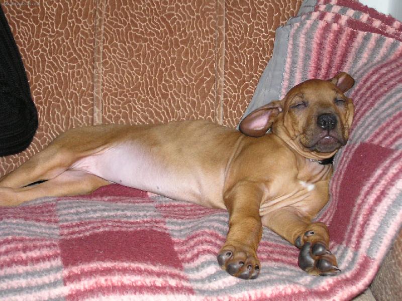 Foto: Unaven� ps� d�cko-Nen� nad zdrav� sp�nek na seda�ce....