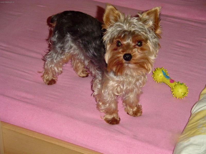 Foto: Bert�k-Chci si hr�t