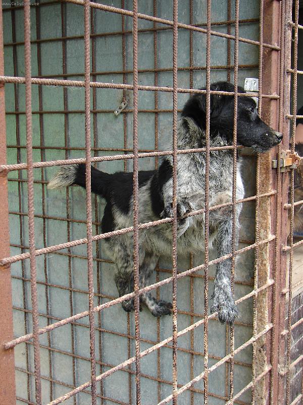 Foto: t�k� �ivot bez p�na v �tulku