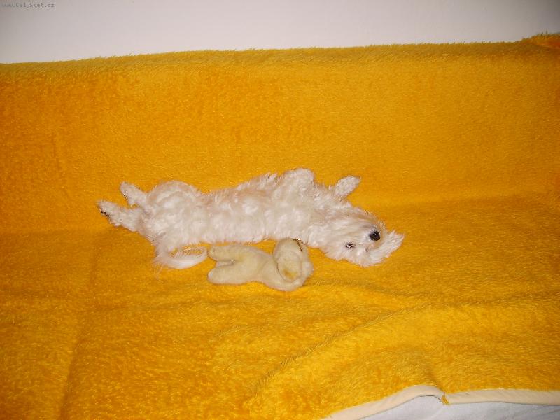 Foto: Takhle spink� spravn� pejsek-Takhle spink� spravn� pejsek