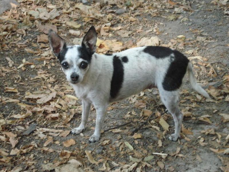 Foto: Haf�nek-M�j nejmilej�� pejs�nek - �ivava - 14 let