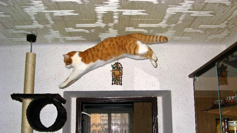 Foto: Skokan roku-N� Kub��ek a jeho z�bava :))