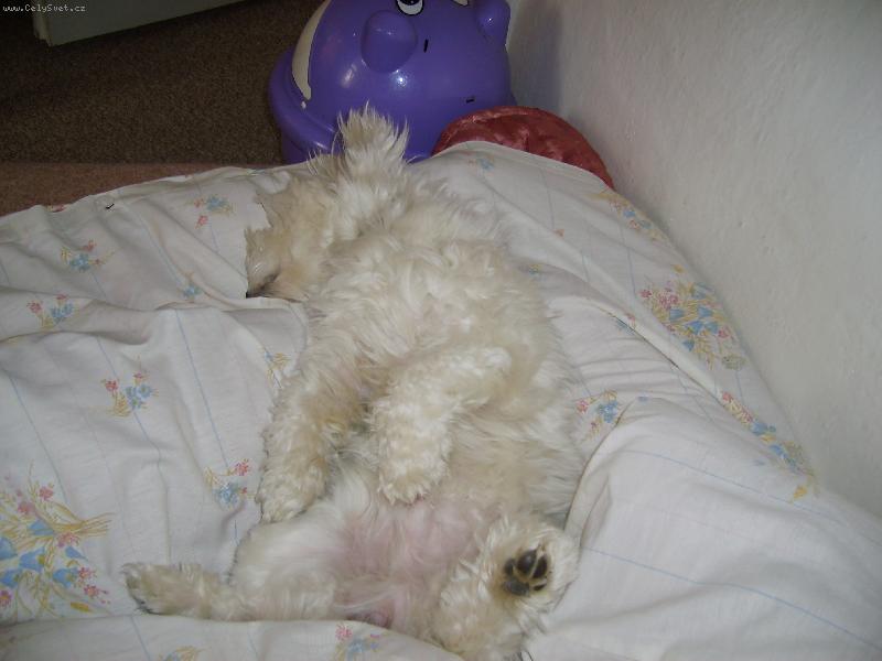 Foto: takhle mi spink�me-Takhle spink� spr�vn� pejsek