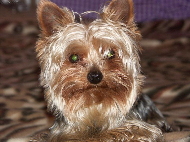 Foto: Bert�k-.... odpo�inek na dece