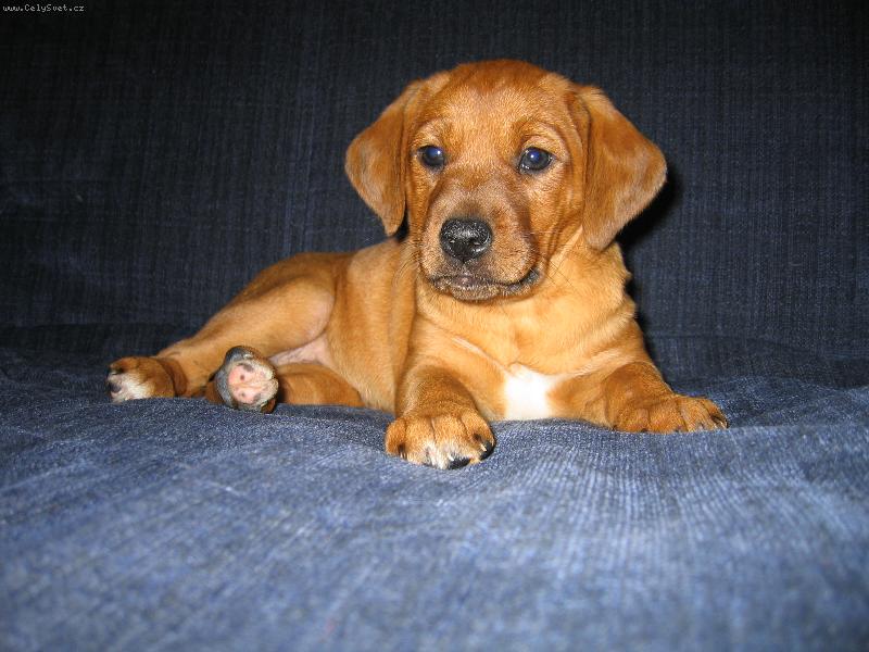 Foto: Na�e mal� princezna :-)-Ella, k��enec