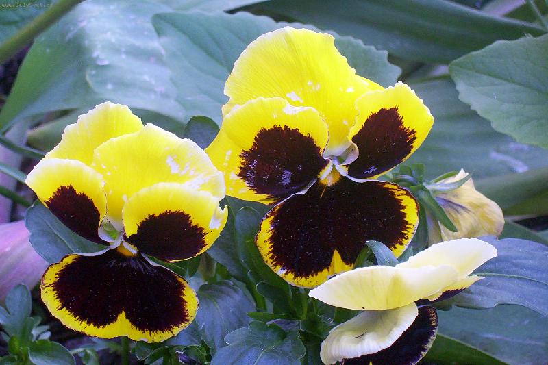 Foto: Mace�ka-jedna z m�ch prvn�ch fotek