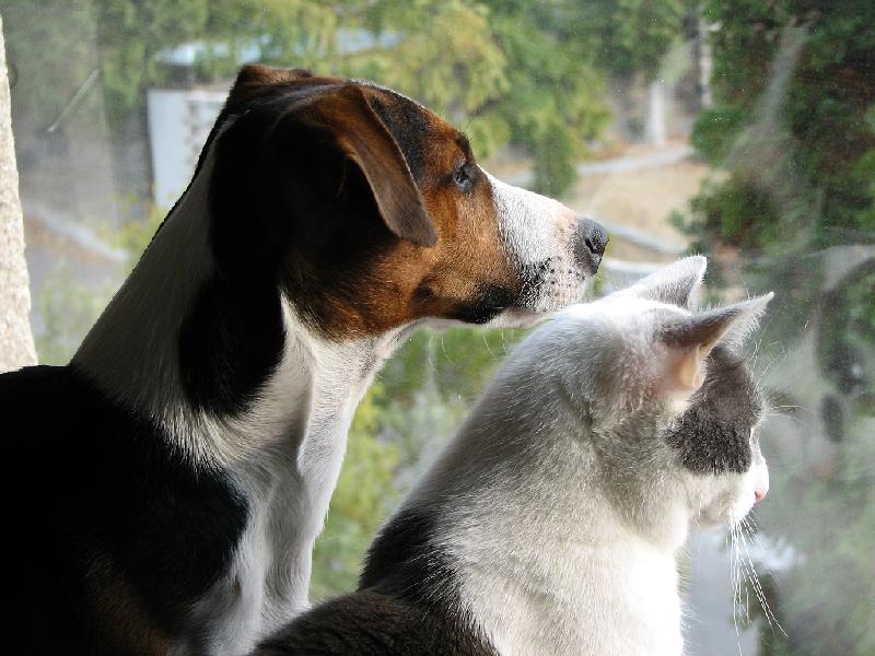 Foto: Pejsek Hugo s ko�kou Pepinou-Osobni str�ce