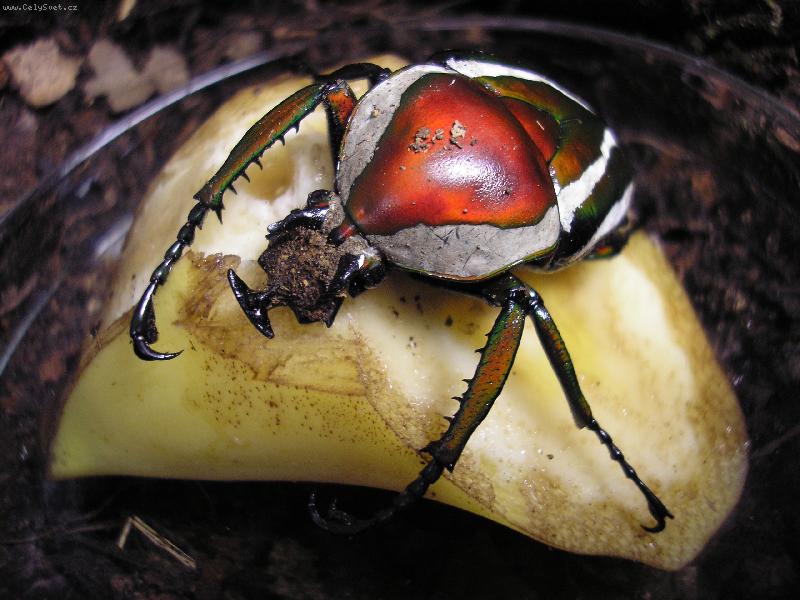 Foto: zlatohlavek-muj dobry letajici kamarad