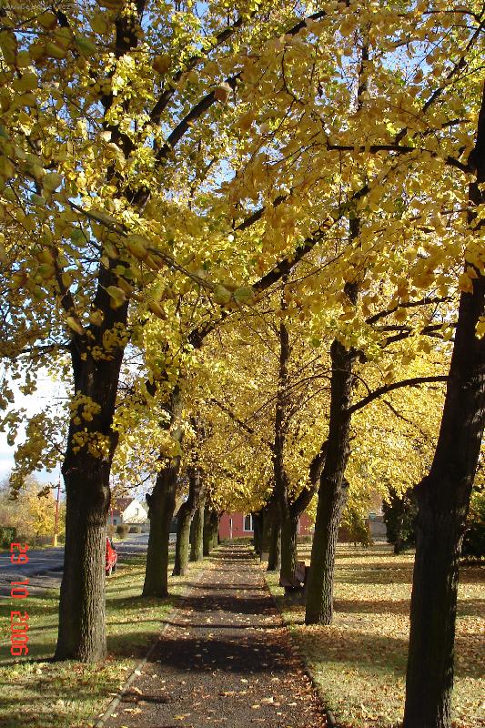 Foto: Barevn� podzim-- kr�sn� slune�n� den u n�s doma