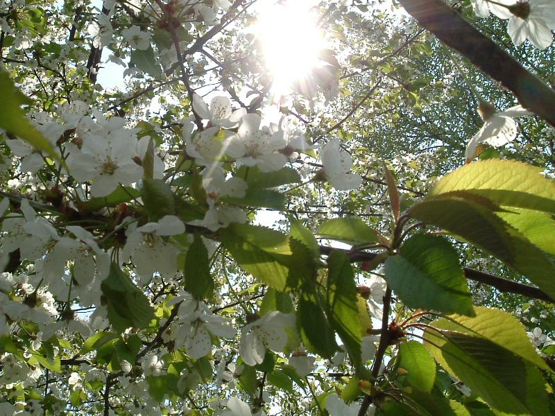 Foto: pl�n� t�e�e�-Kv�t t�e�n�