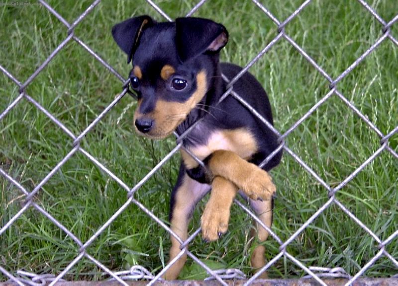 Foto: za plotem je ur�it� tr�va zelen�j��....