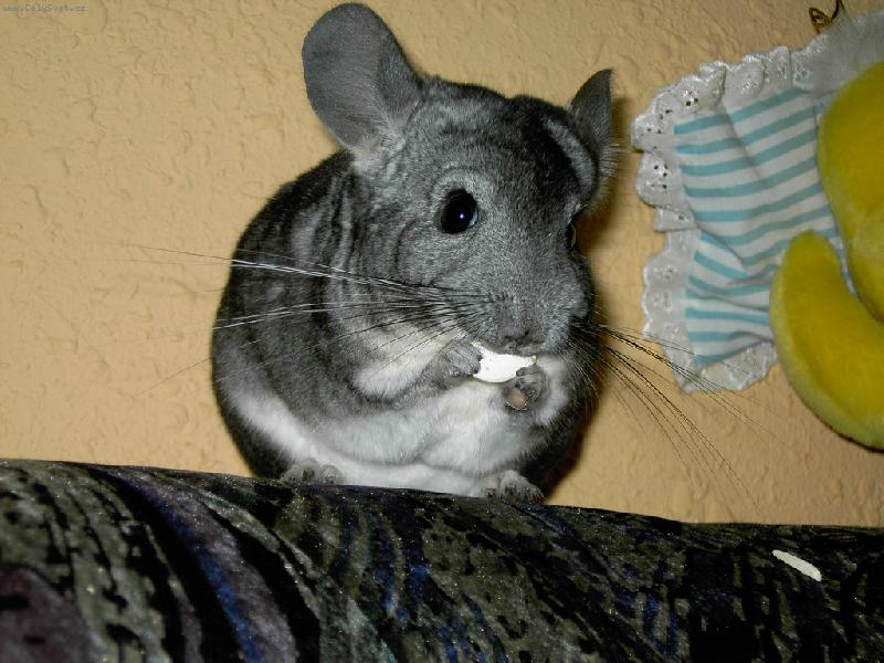 Foto: Obl�ben� m�amka