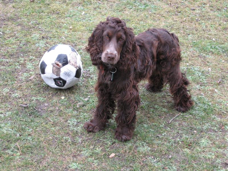 Foto: Anglick� Kokr�pan�l-Tak tu m�te tu Ad�lku u� je celkem v�t�� ale je to je�t� �t���tko