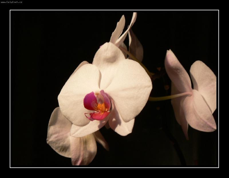 Foto: Orchydej-doma p�st�n� kv�tina