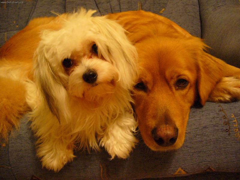 Foto: Hov�k Cindy a bolo�a�ka Peggy-�ek�n� na pi�kotek