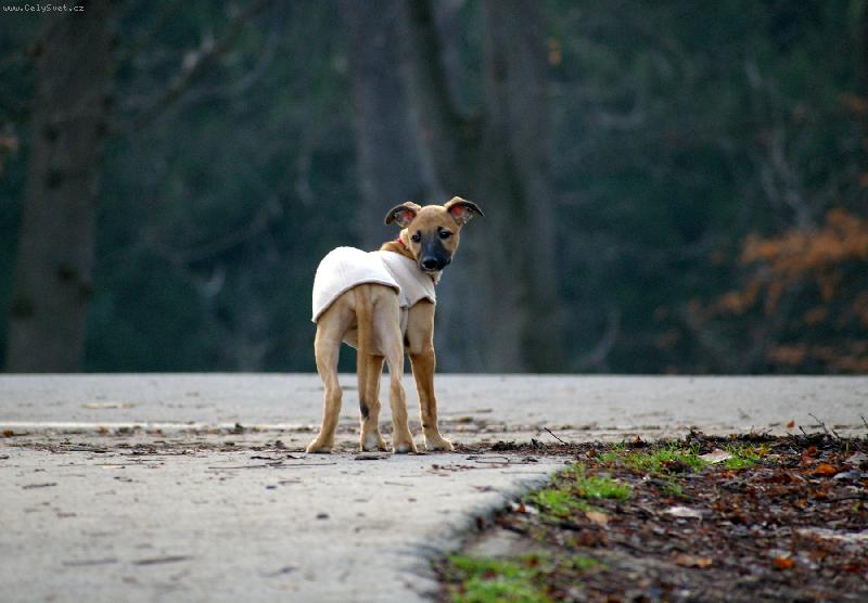 Foto: Pa, odch�z�m ...-Vipetka Avalanche 3,5 m�s�ce