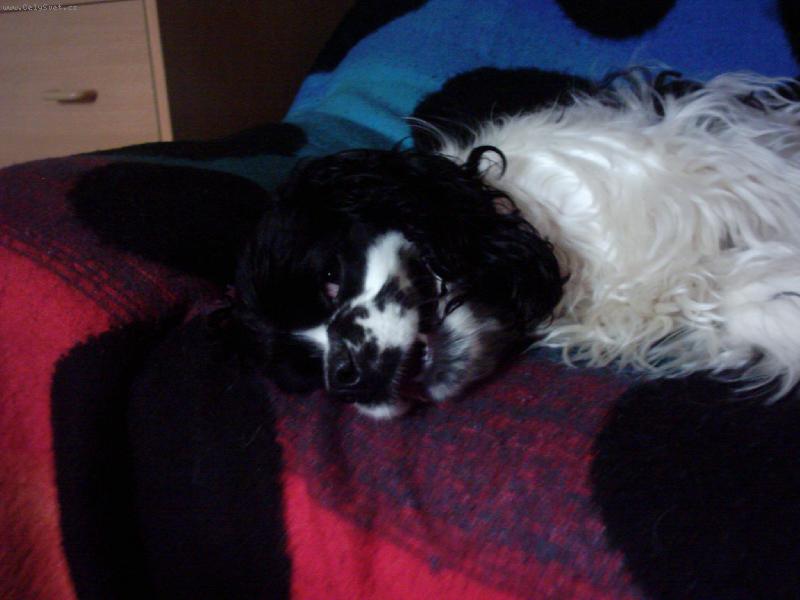 Foto: Haf m�m t� na h�ku, d�l�m si z tebe jen legraci...