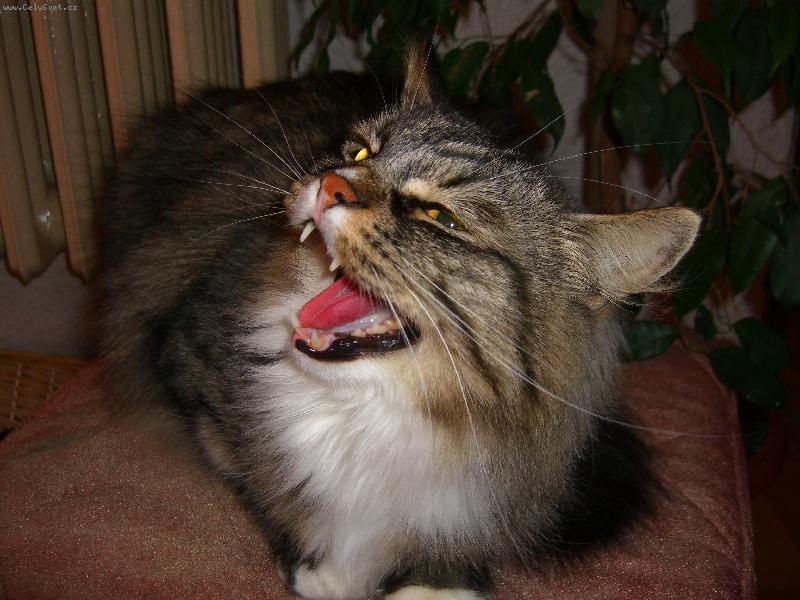 Foto: J� a na internetu?No to se mus�m zasm�t :)