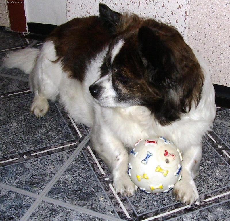 Foto: N�jde sa niekto, kto mi t� lopti�ku hod�?