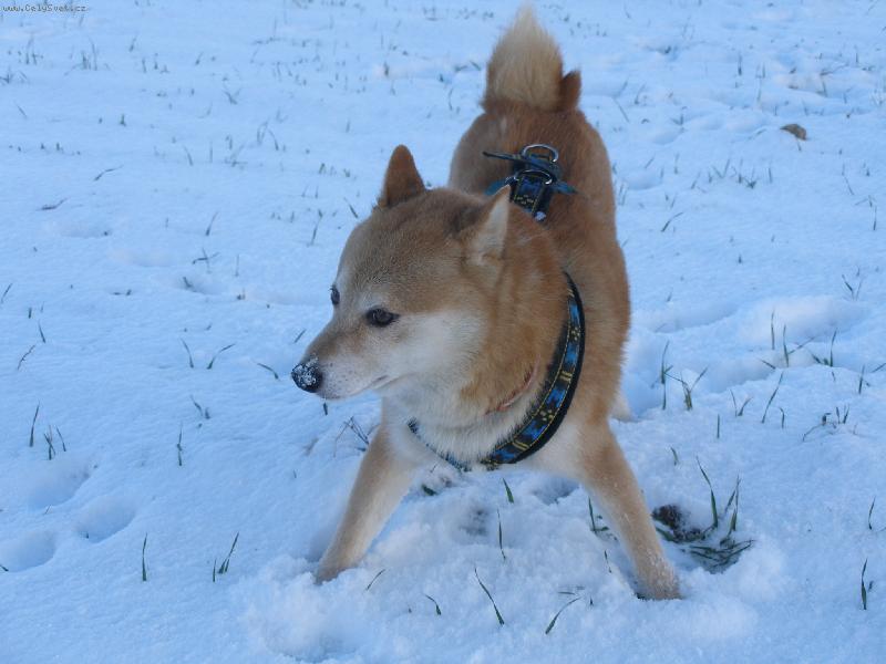 Foto: Ro���rny